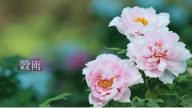 谷雨春意阑 分茶赏牡丹