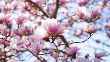 春暖花开踏青去  基辅木兰花季赏花趣