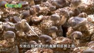 美麗心台灣：藍瘦香菇的危機中看見轉機（上）