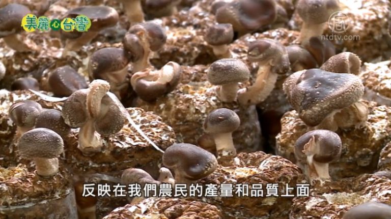 美麗心台灣：藍瘦香菇的危機中看見轉機（上）
