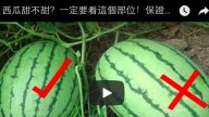 西瓜甜不甜？一定要看这个部位！保证永远挑到超甜的好西瓜！