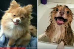 狗狗洗澡前和洗澡後的差別也太大了 還是這隻狗嗎（視頻）