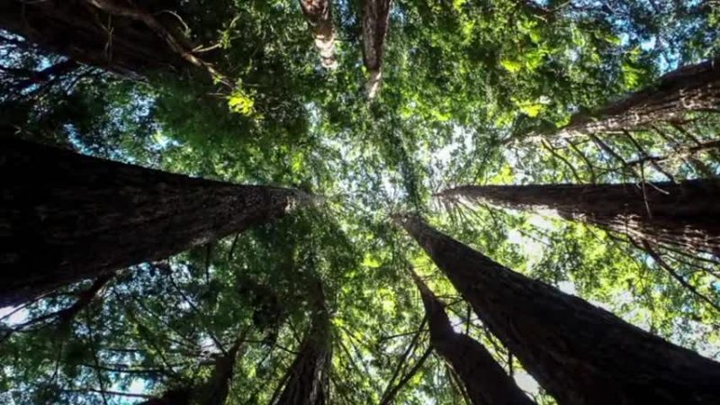 硅谷新增紅木保護區 明年春季開放