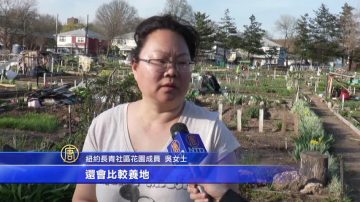 春暖花开 纽约农夫分享简易农家乐