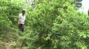 花坛虎山岩李子免费采 赏金针吃笋料理