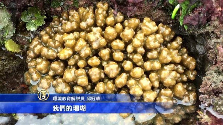 富山海賊灣生態豐富 在地人齊心維護