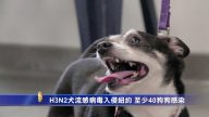 犬流感病毒入侵纽约 至少40狗狗感染