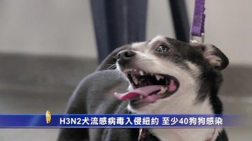 犬流感病毒入侵紐約 至少40狗狗感染