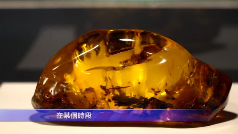 莫斯科琥珀展 窺7500年前地球痕跡