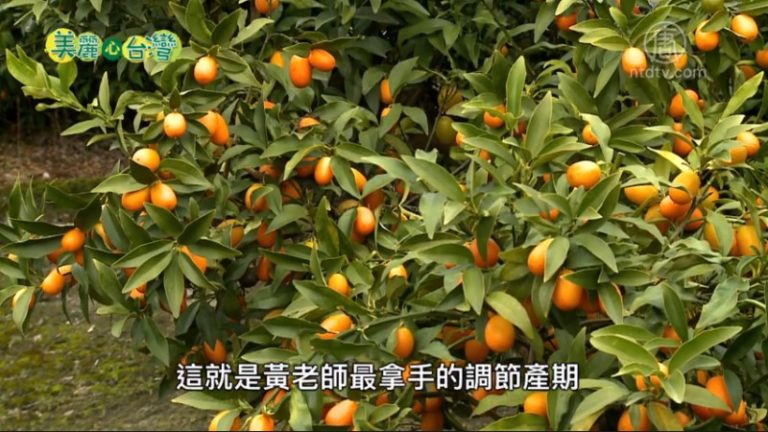 美麗心台灣：金棗達人黃國明 生產秘方大公開
