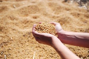 4月進口量挫13.7% 中國東北緊急下令擴種大豆