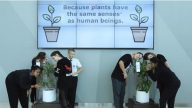 言語霸凌影響植物生長？ IKEA實驗結果驚人