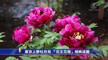 东京上野牡丹苑 “花王花相”相映成趣