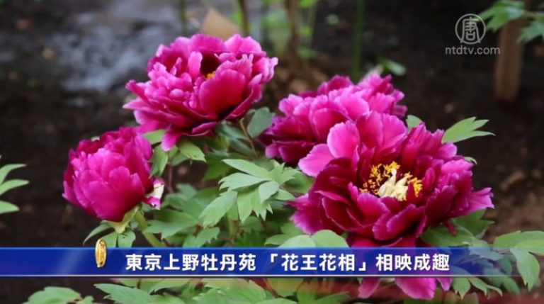 東京上野牡丹苑 「花王花相」相映成趣