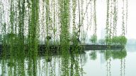 古人严重骨折怎么办？中医用柳枝三周治好