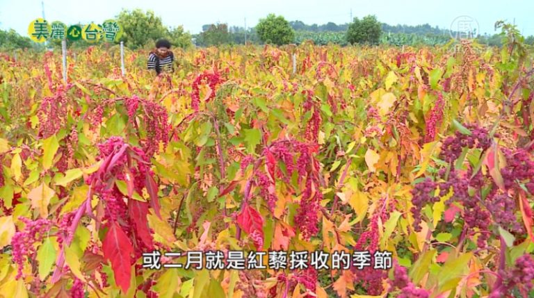 美麗心台灣：魯凱族張誌紜 領家族種紅藜