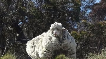 这只羊剪完毛后的样子 主人竟认不出 夸张到打破世界记录（视频）