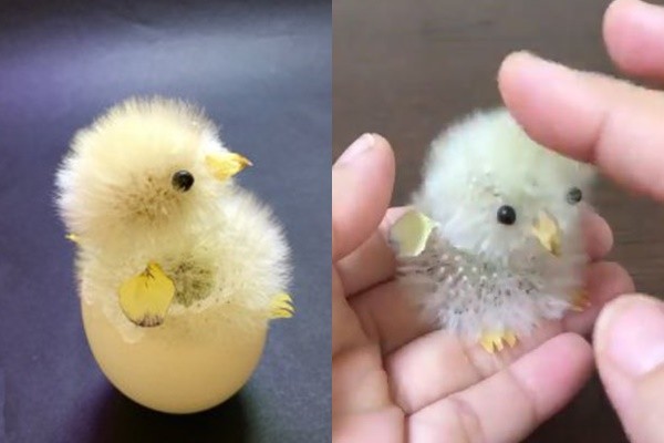 神奇花草艺术 这只小鸡是什么做的？你能猜出来吗？