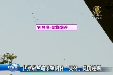 世界級台灣紫蝶幽谷「雙林」提前迎嬌