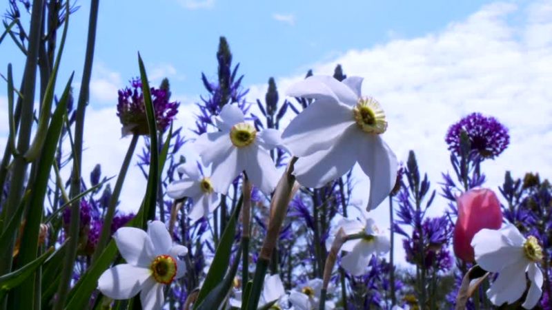 鲜花烂漫 烟花璀璨