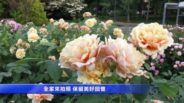 夏日玫瑰園盛開 紐約植物園活動多多