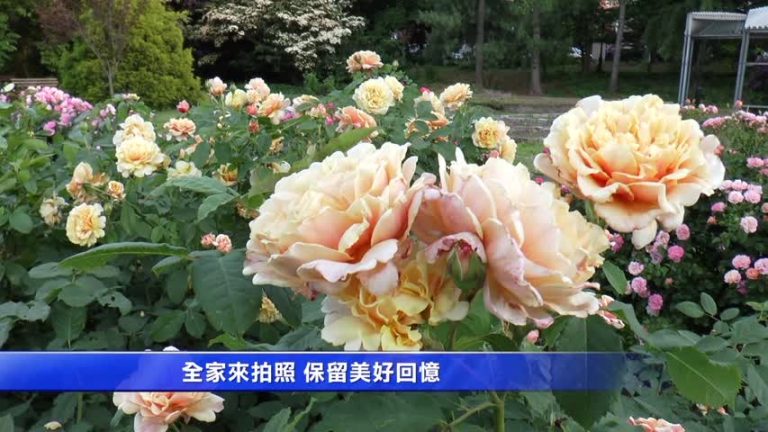 夏日玫瑰園盛開 紐約植物園活動多多
