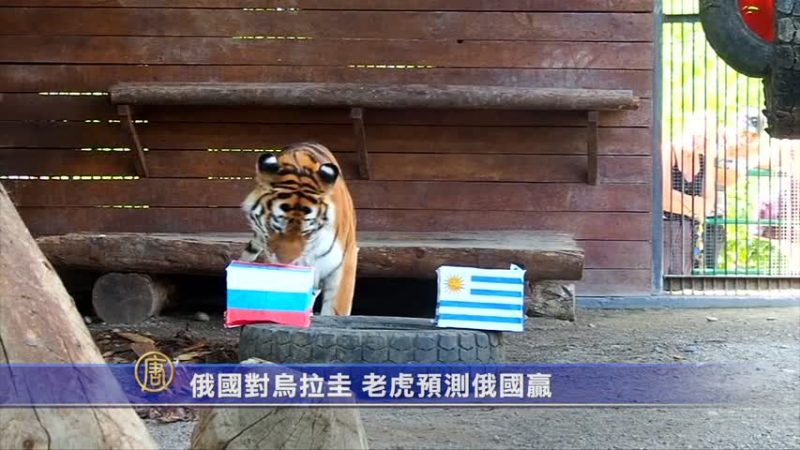 俄国对乌拉圭 老虎预测俄国赢
