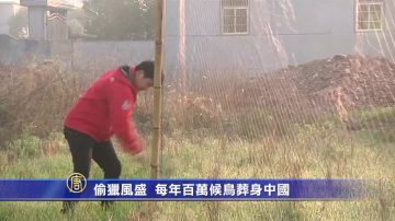 偷猎风盛 每年百万候鸟葬身中国