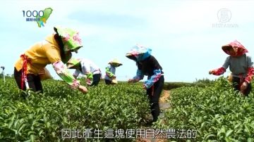 1000步的繽紛台灣：台灣銅鑼 東方美人茶的故鄉