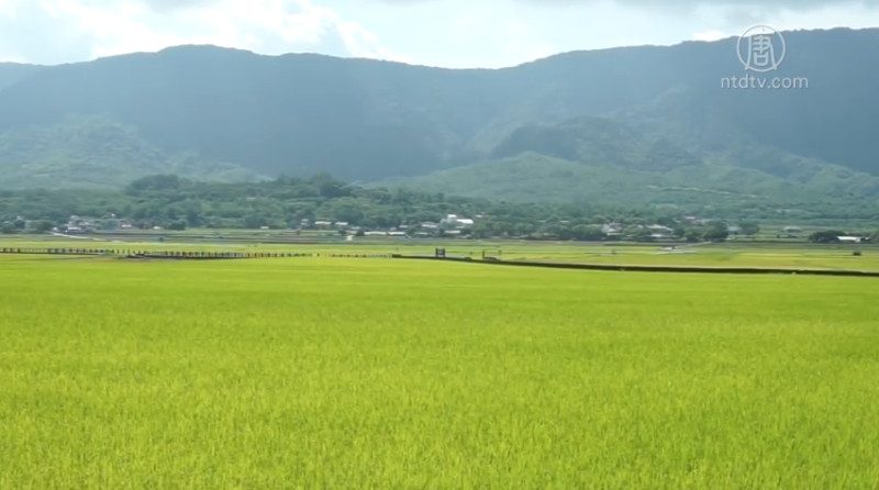 池上稻浪如画  错过六月再等半年