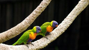 鶼鰈情深 為什麼比翼鳥要雙飛