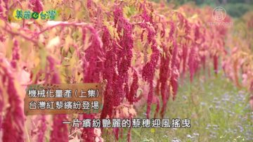 美麗心台灣：機械化量產 台灣紅藜繽紛登場