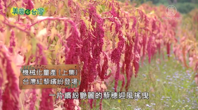 美麗心台灣：機械化量產 台灣紅藜繽紛登場