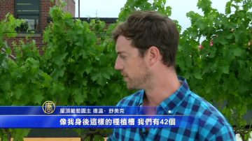 世界首家屋頂酒莊 俯瞰紐約高樓大廈