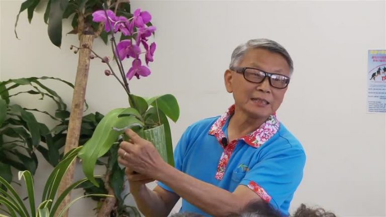 優雅蘭花 種植有技巧