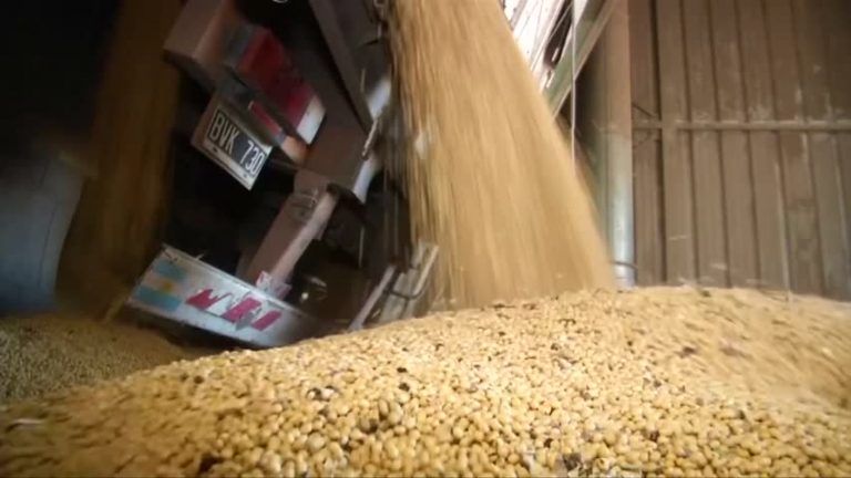 中共「大豆戰」出大問題 川普獲大豆協會力挺