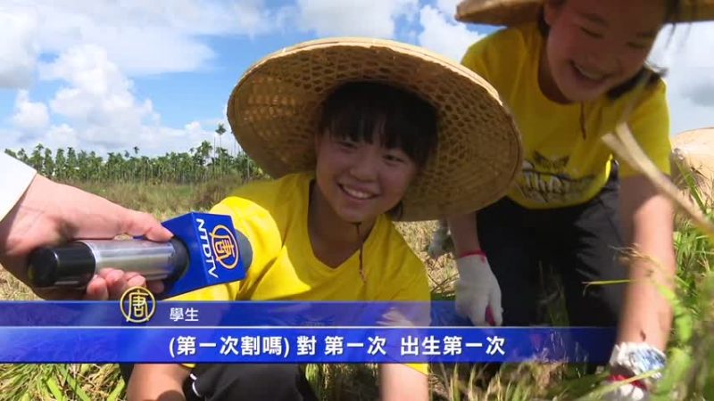 国中生下田体验收割 推广食农教育