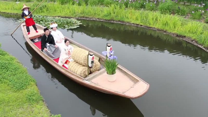 日本菖蒲花祭 新娘坐船出嫁 傳承百年歷史