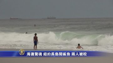 海滩惊魂 纽约长岛闹鲨鱼 两人被咬