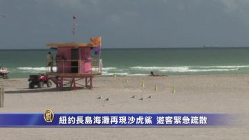 紐約長島海灘再現沙虎鯊 遊客緊急疏散