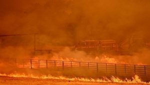加州野火失控 消防車被大火包圍 牛群四處逃竄