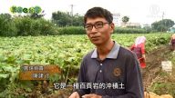 美丽心台湾：陈建行归乡 找回归来牛蒡产业的荣耀