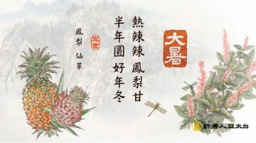 大暑養生有祕方 伏薑伏茶燒伏香