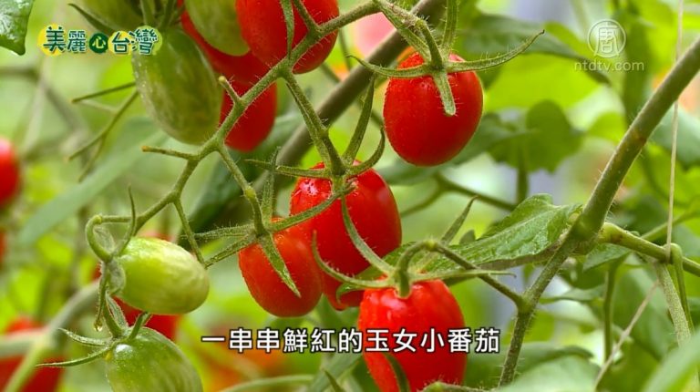 美麗心台灣：雞舍變農場 籃耕玉女蕃茄