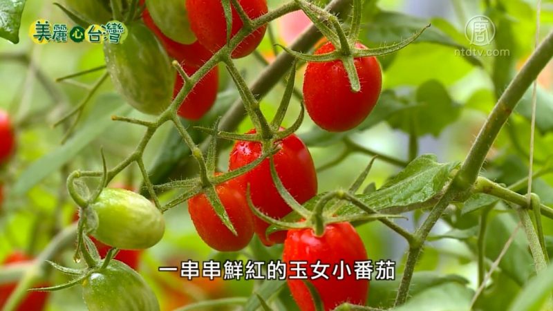 美丽心台湾：鸡舍变农场 篮耕玉女蕃茄