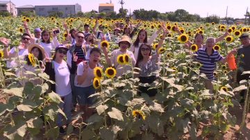 美麗向日葵花海 桃園免門票親子景點