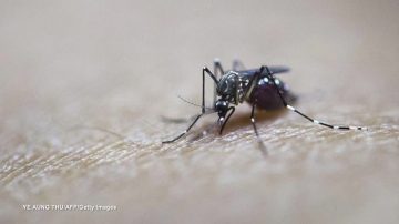 紐約雨後蚊蟲孳生 如何防蚊醫生支招