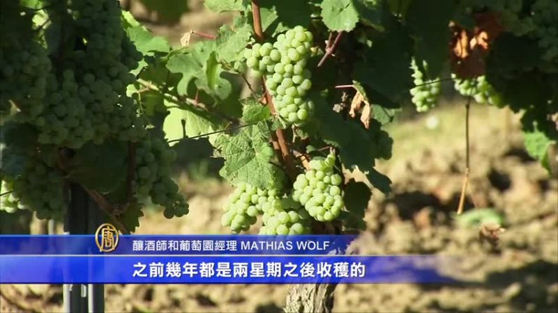 歐洲酷夏熱中有「爽」 德國葡萄酒業得益