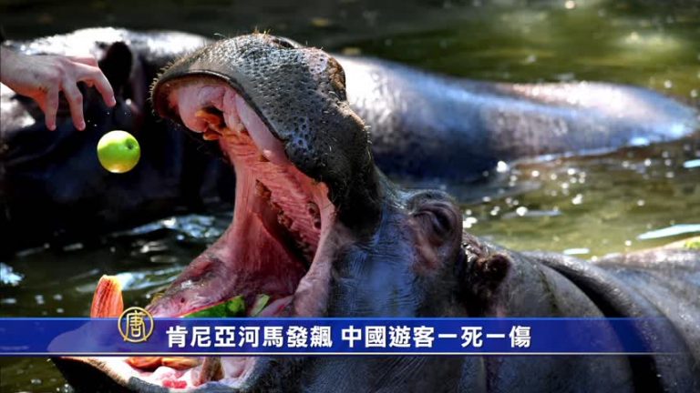 肯尼亞河馬發飆 台灣遊客一死一傷