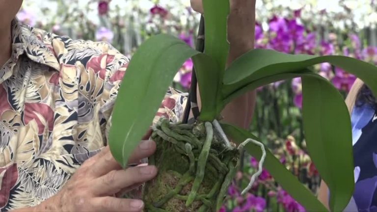 掌握種植小竅門 常年享受美麗蝴蝶蘭
